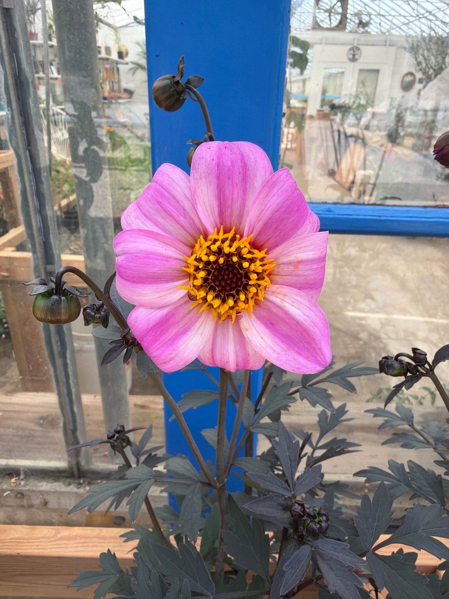PL - Dahlia / Mystic Dreamer - 4” tall