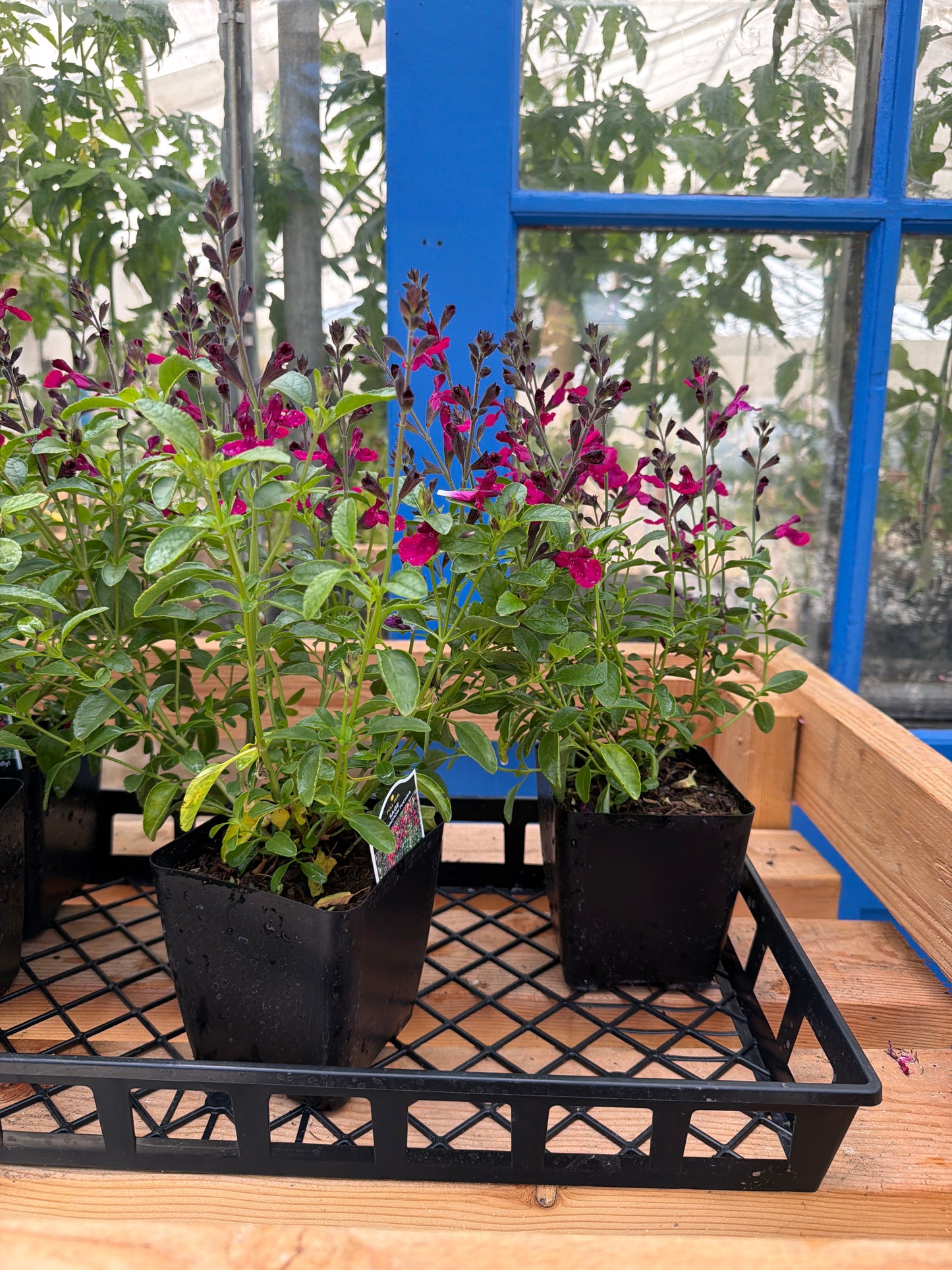 PL - Salvia x Jamensis - 4”