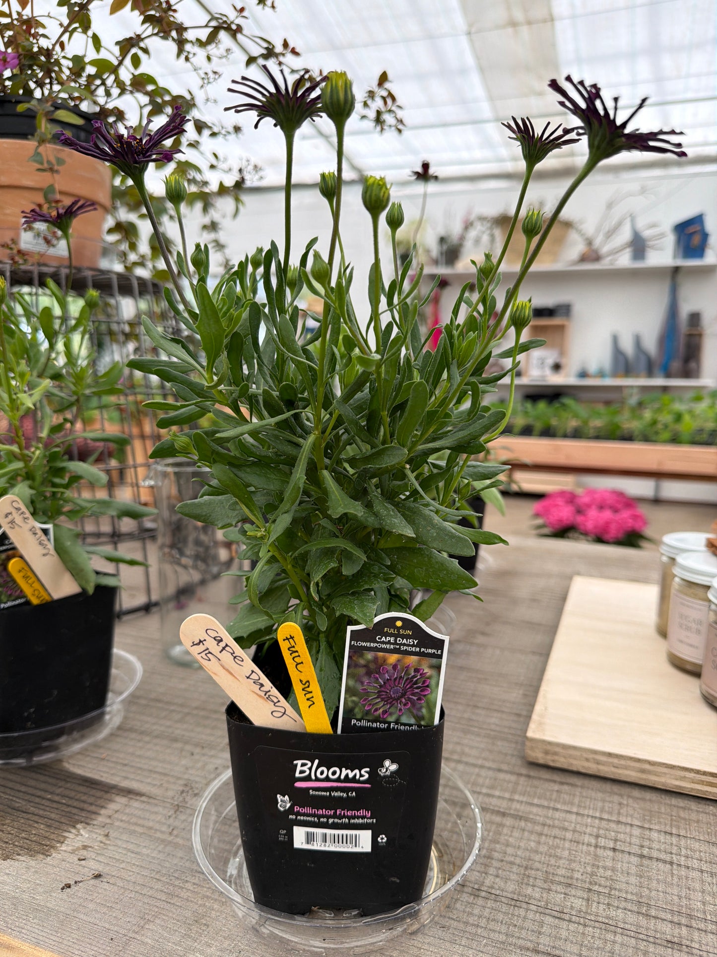 Cape Daisy - 4” perennial