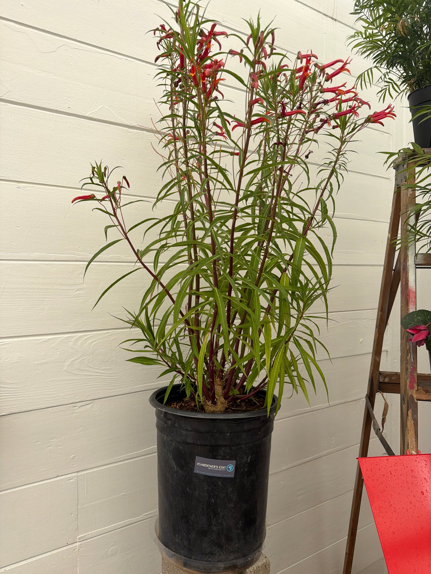 PL - Lobelia Aguana - 5 Gal