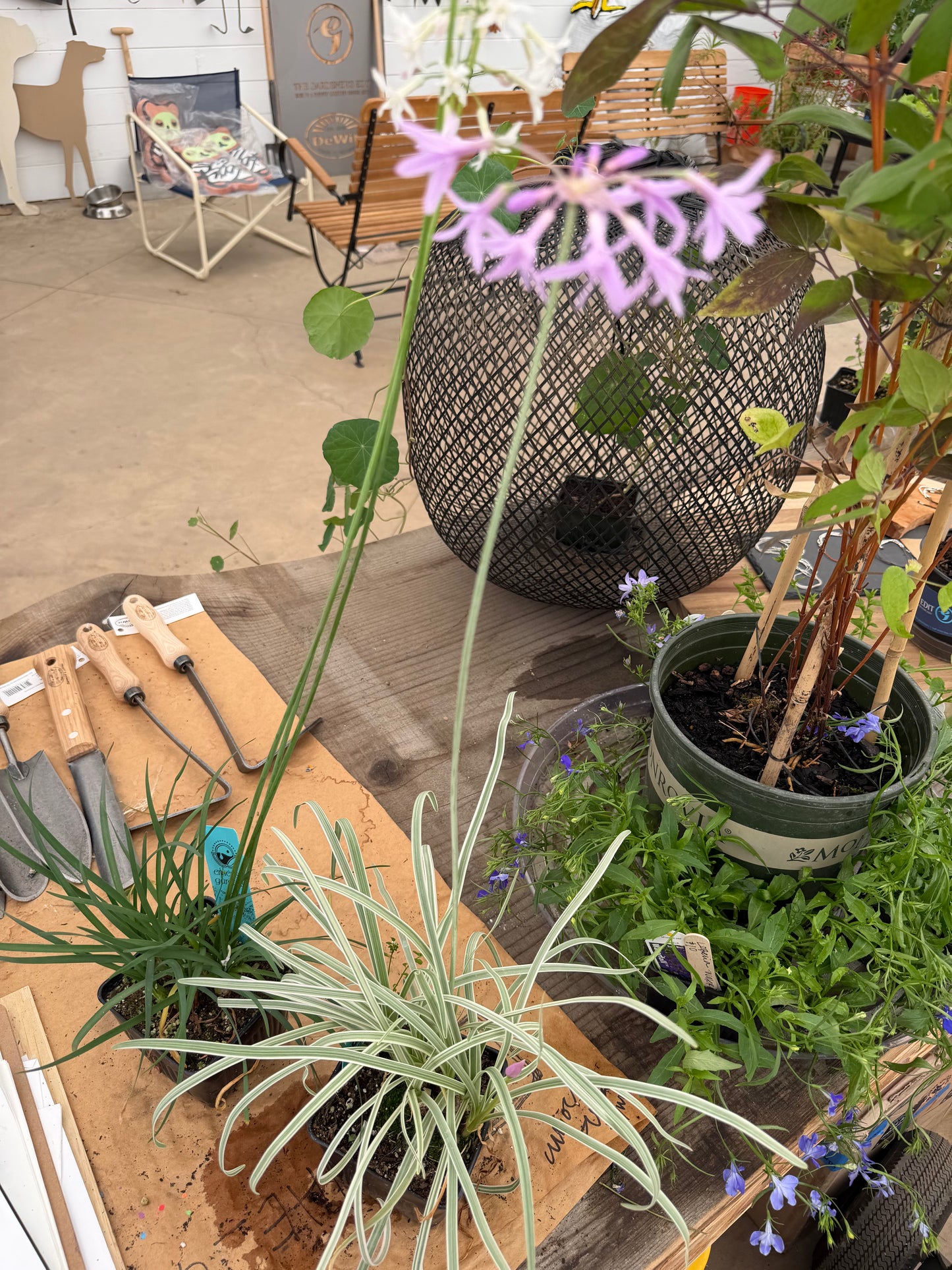 PL - Society Garlic - 4”