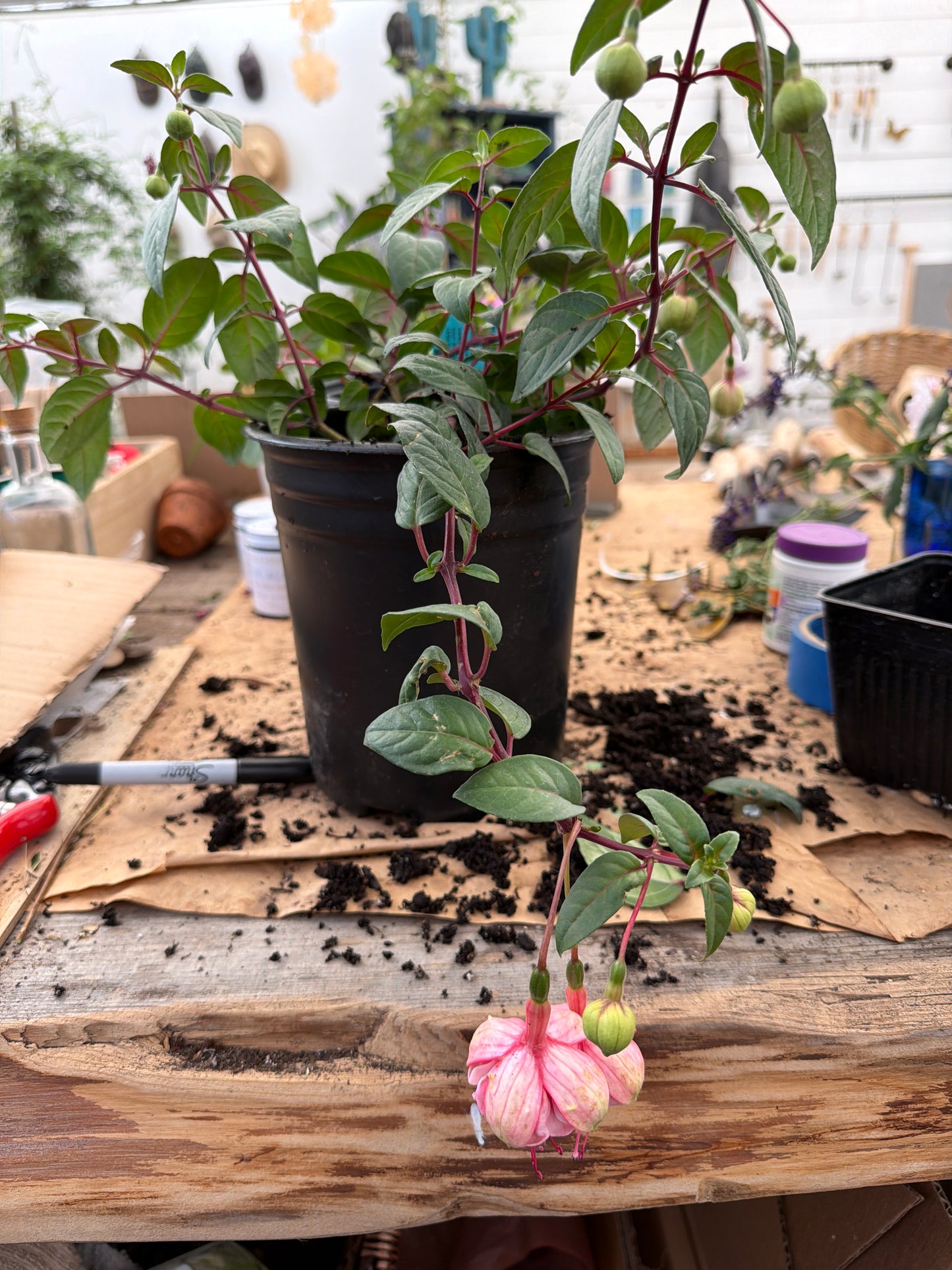 PL - Fucshia Southgate