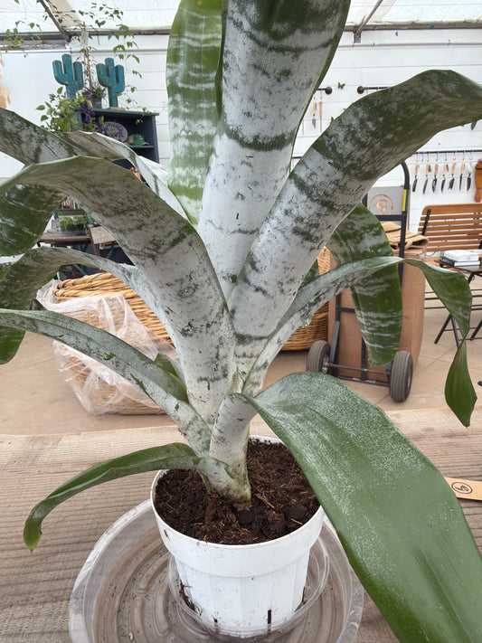 PL - Bromeliad Fasciata