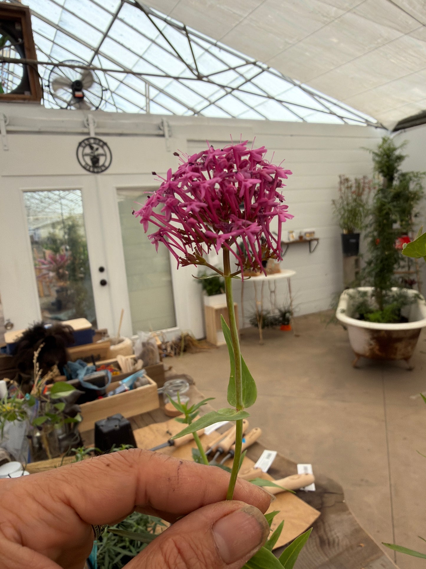 PL - Centranthus ruber ‘Rosenrot’ / Jupiter’ Beard (Red)