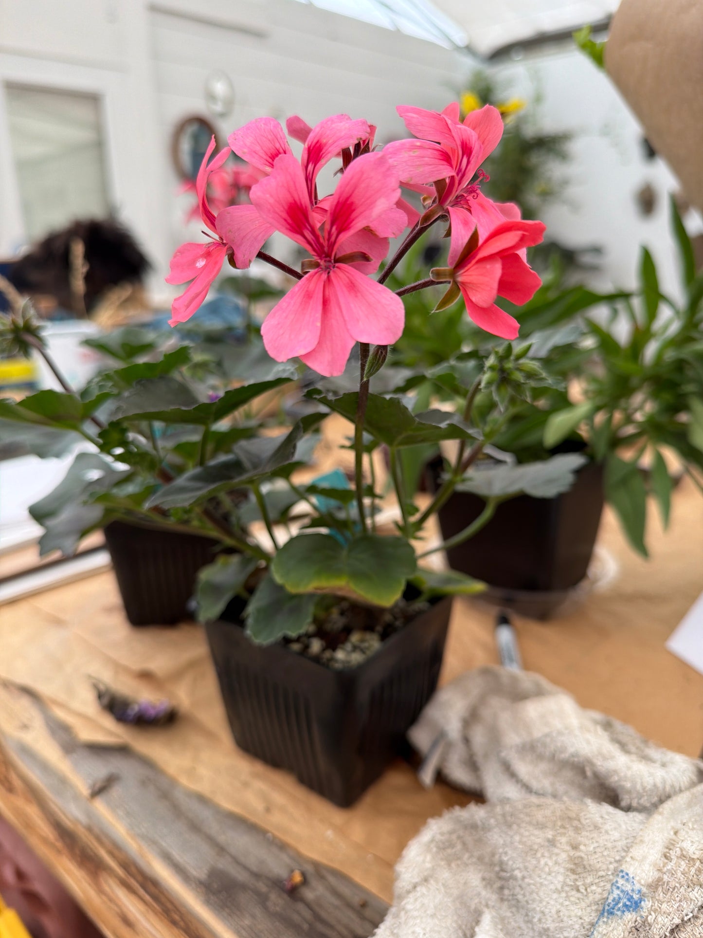 PL- 4” Pelargonium / Ivy - Geranium