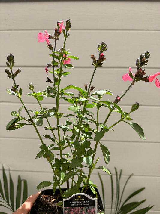 PL - Salvia Greggii / Autumn Sage / Mirage Salmon